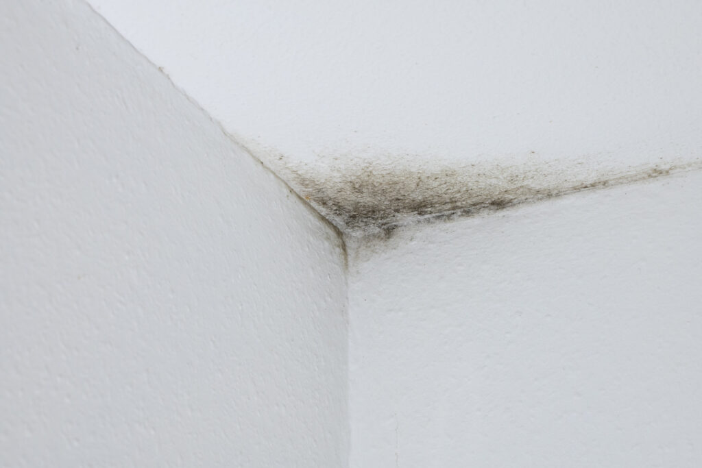 Mould that has appeared following water ingress